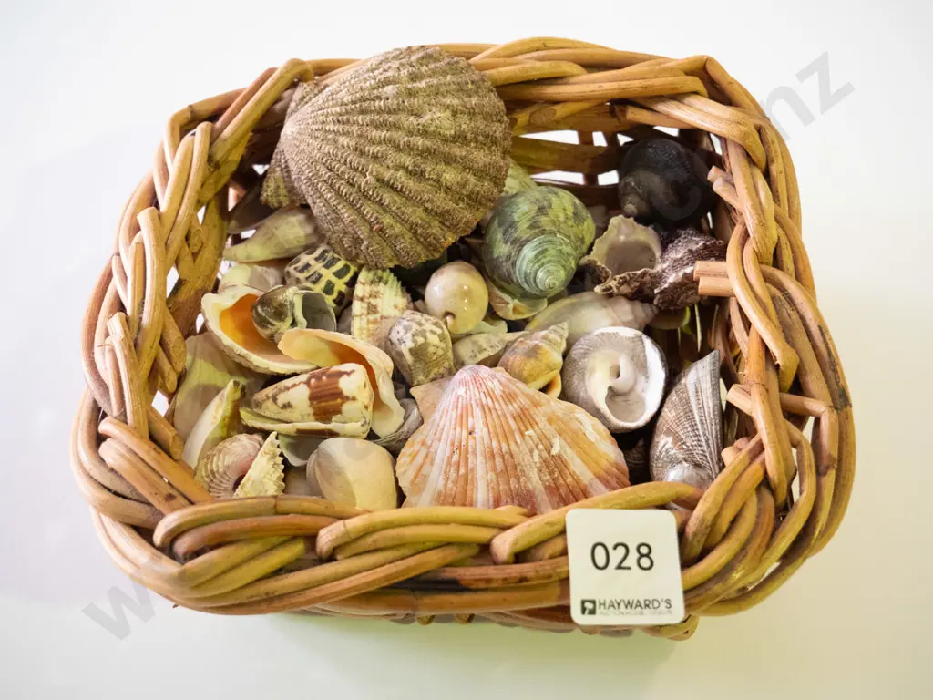 small basket of seashells Image 1++