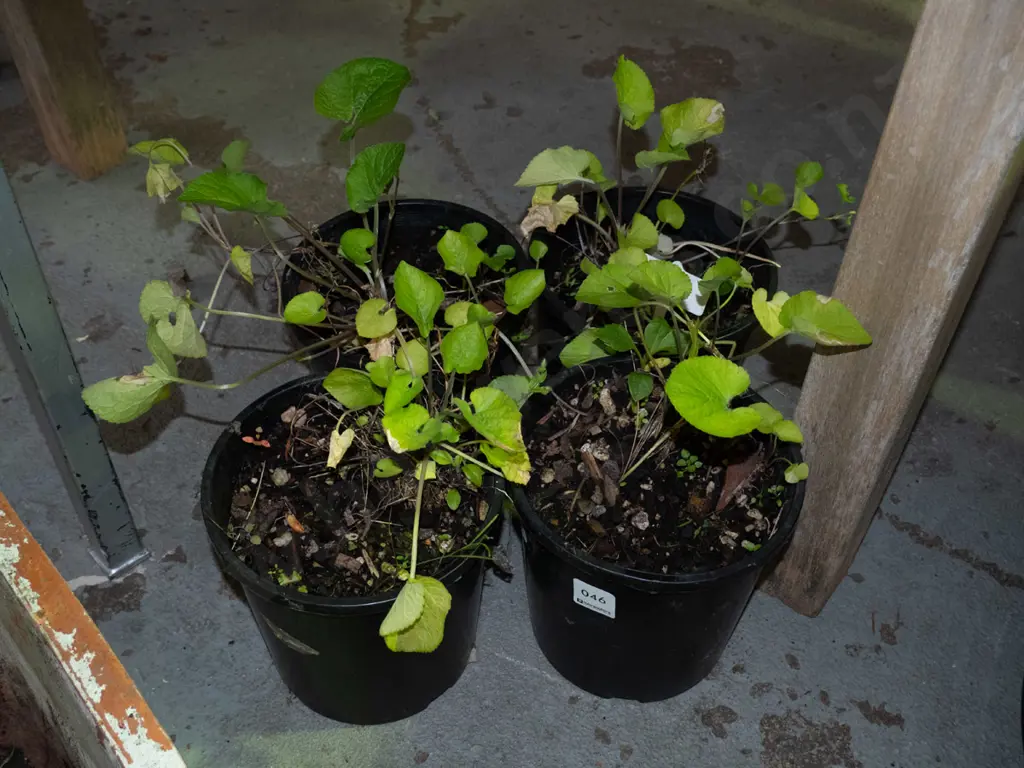 4x potted violets Image 1++