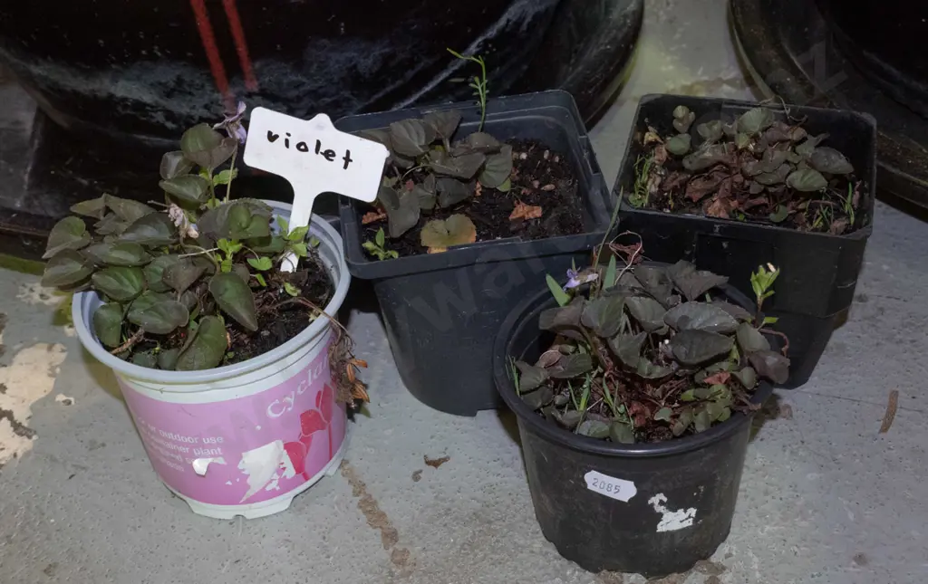 4x potted violets Image 1++