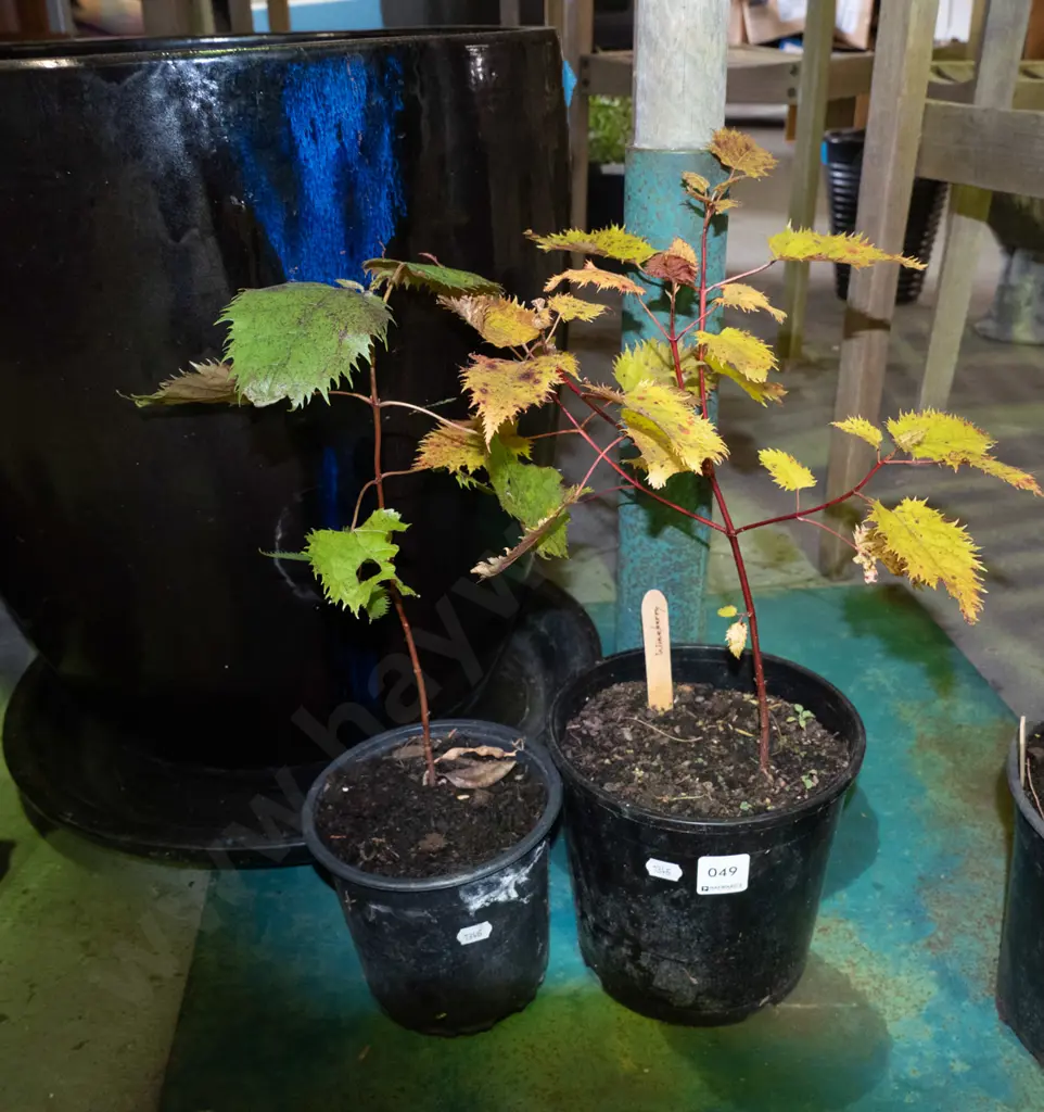 2x potted wineberry plants Image 1++