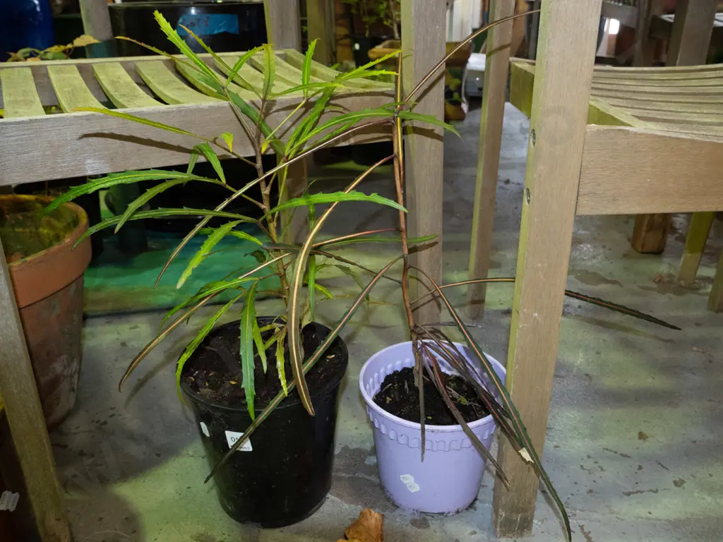 2x potted lancewoods Image 1++