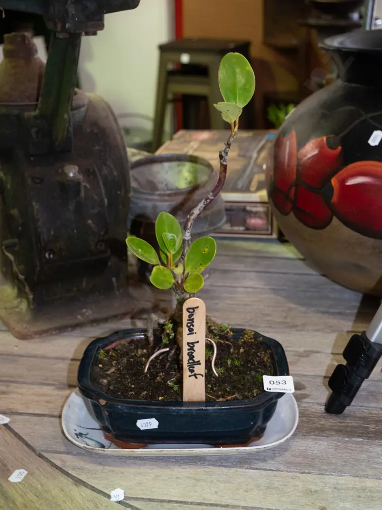 bonsai broadleaf in planter with tray Plant H-270 Image 1++
