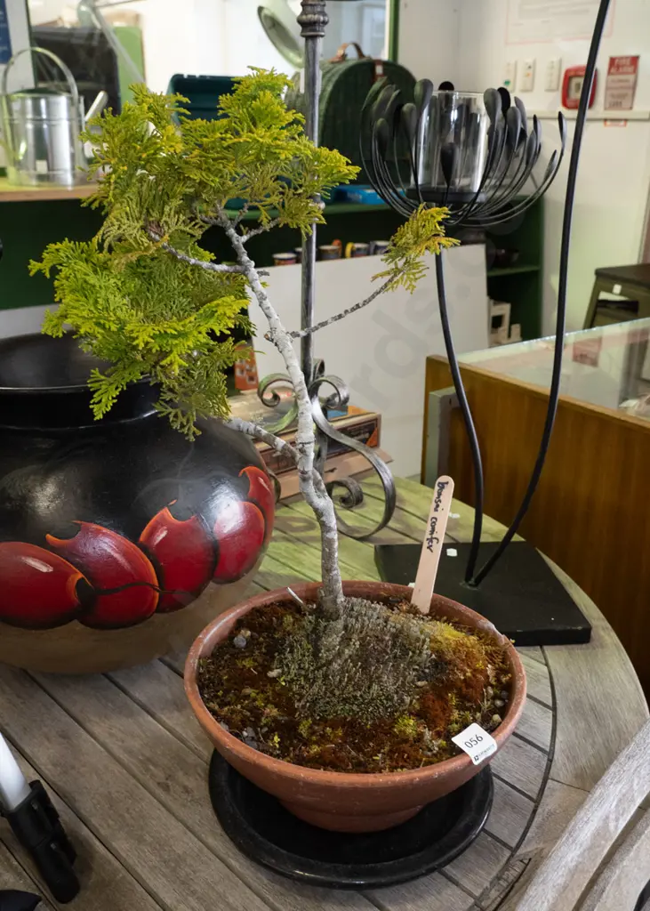 bonsai conifer in terracotta planter with tray Plant H-420 Image 1++
