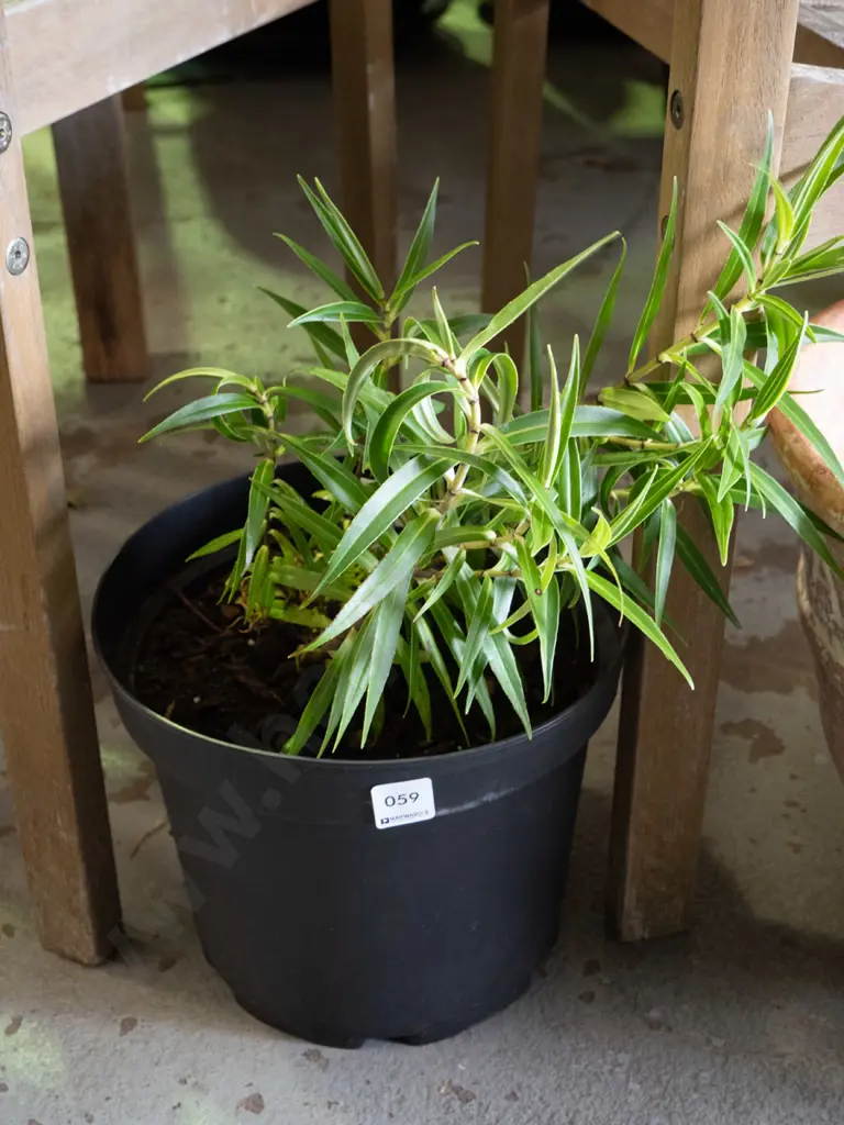 potted hebe Image 1++