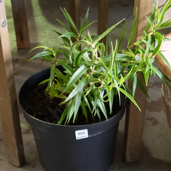 potted hebe