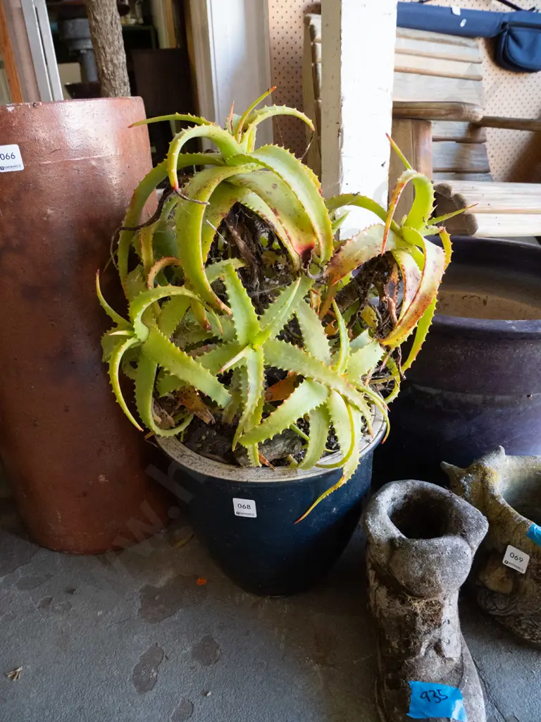 succulent in blue glazed planter Image 1++