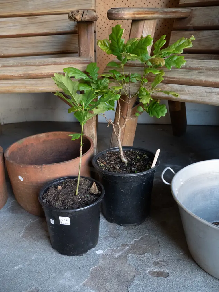 2x potted oak trees Image 1++