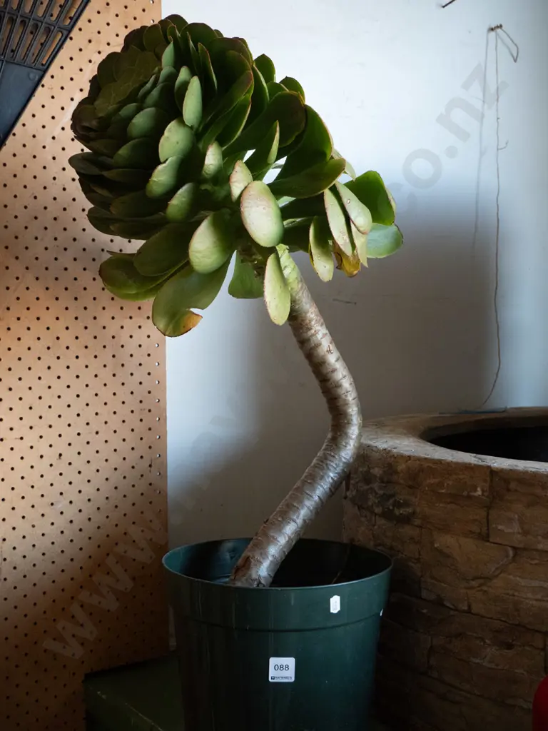 succulent in garden planter H-770 Image 1++