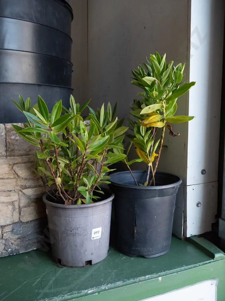 2x potted hebes Image 1++