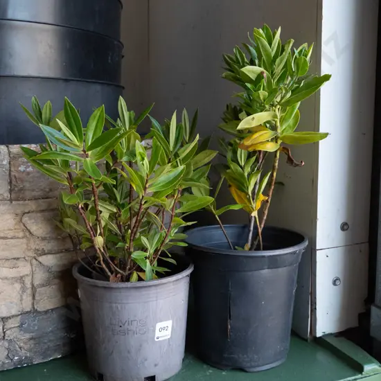 2x potted hebes