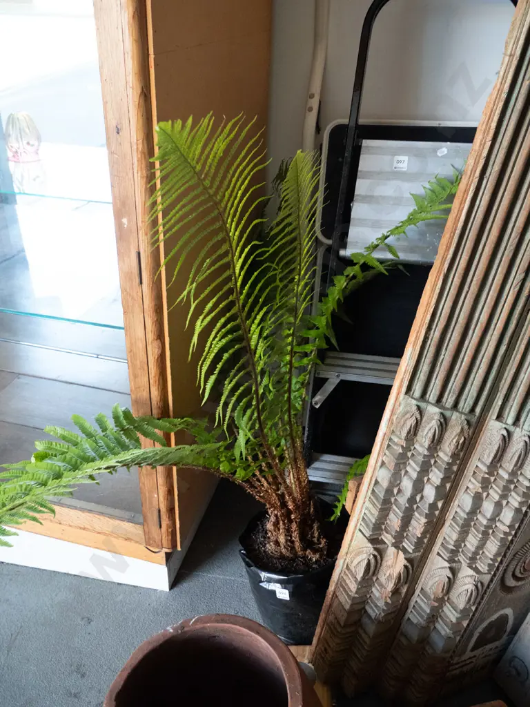 tree fern in bag Image 1++