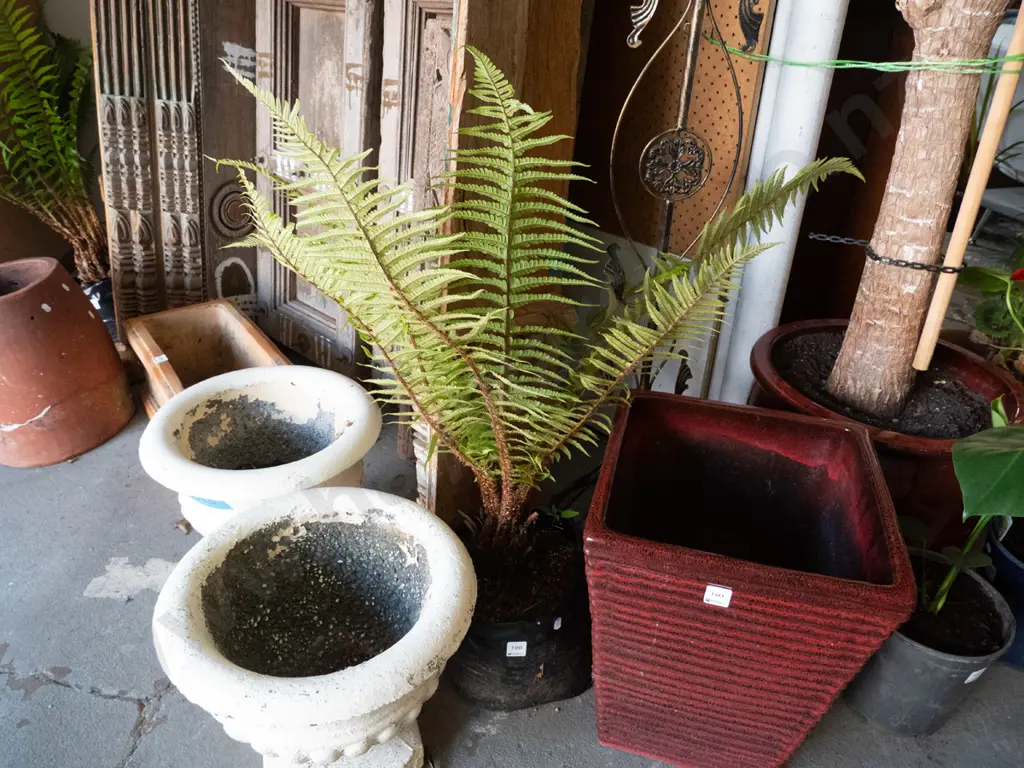tree fern in bag Image 1++