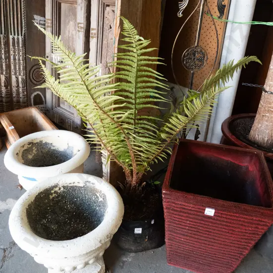 tree fern in bag