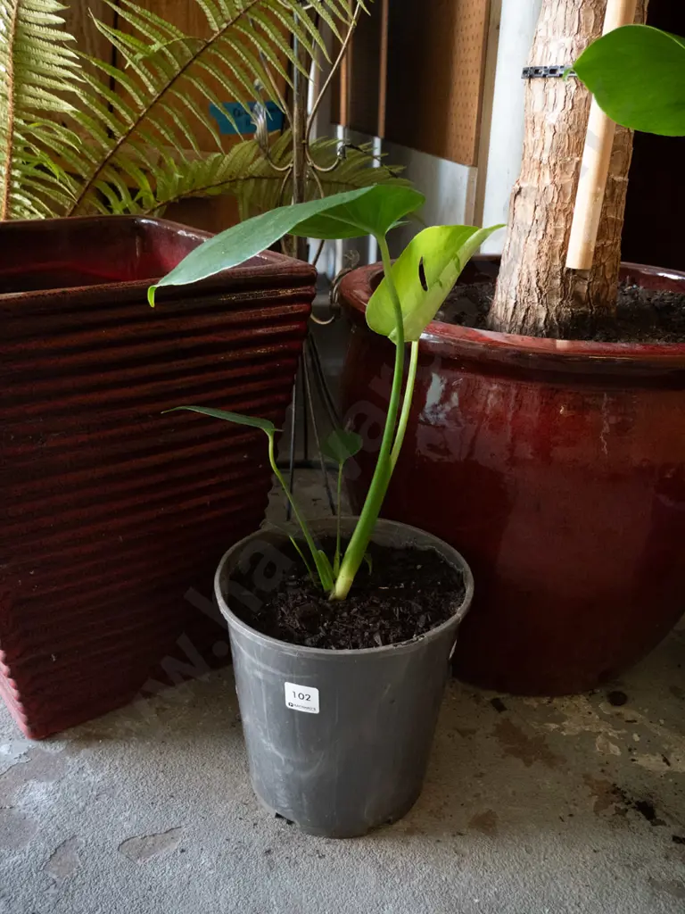 potted monstera deliciso Image 1++