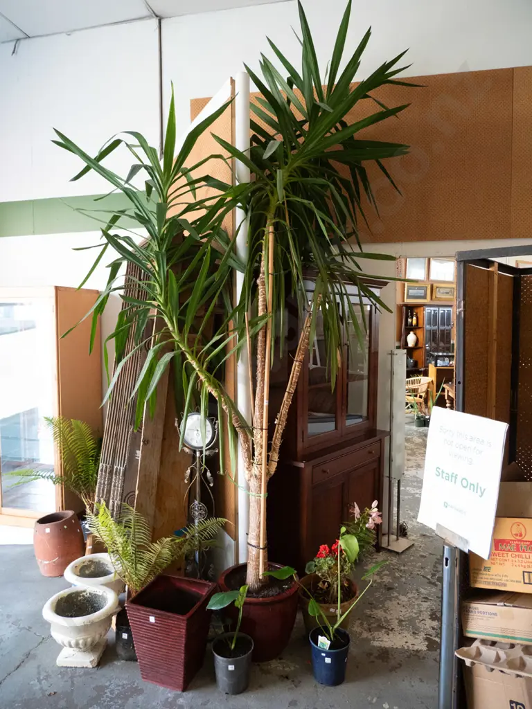 large multi trunk yucca in red glazed planter Plant H-3500 Image 1++