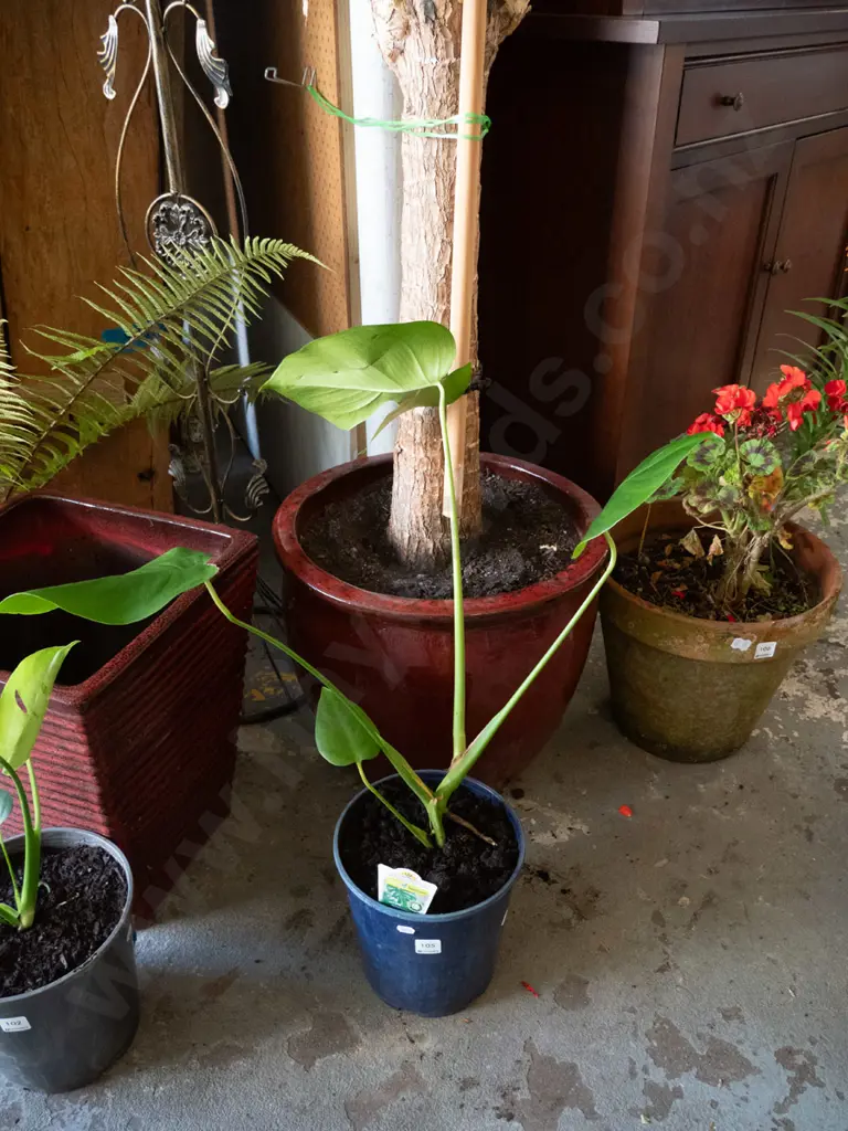 potted monstera deliciso Image 1++