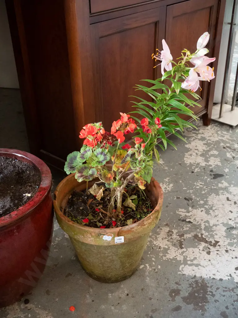 geranium and lily in terracotta planter Image 1++