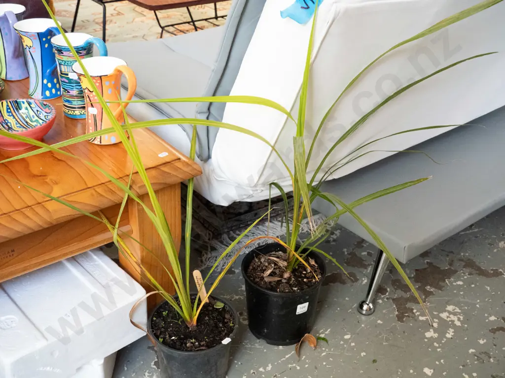 2x potted cabbage trees Image 1++