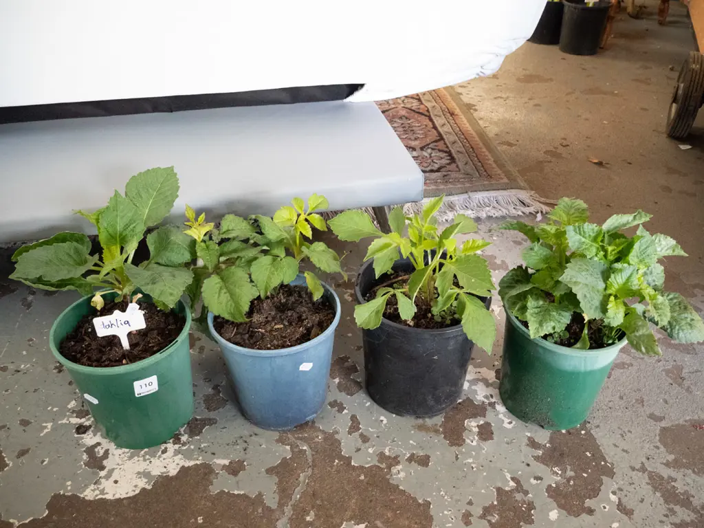 4x potted dahlia Image 1++