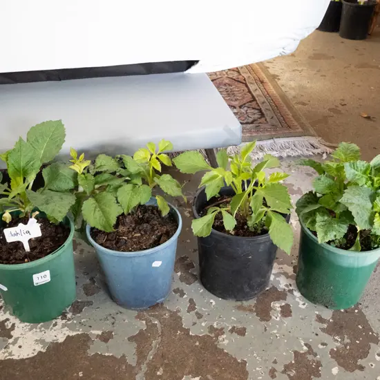 4x potted dahlia