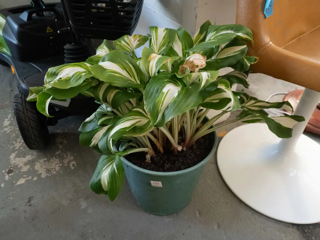 potted variegated hosta Image 1++