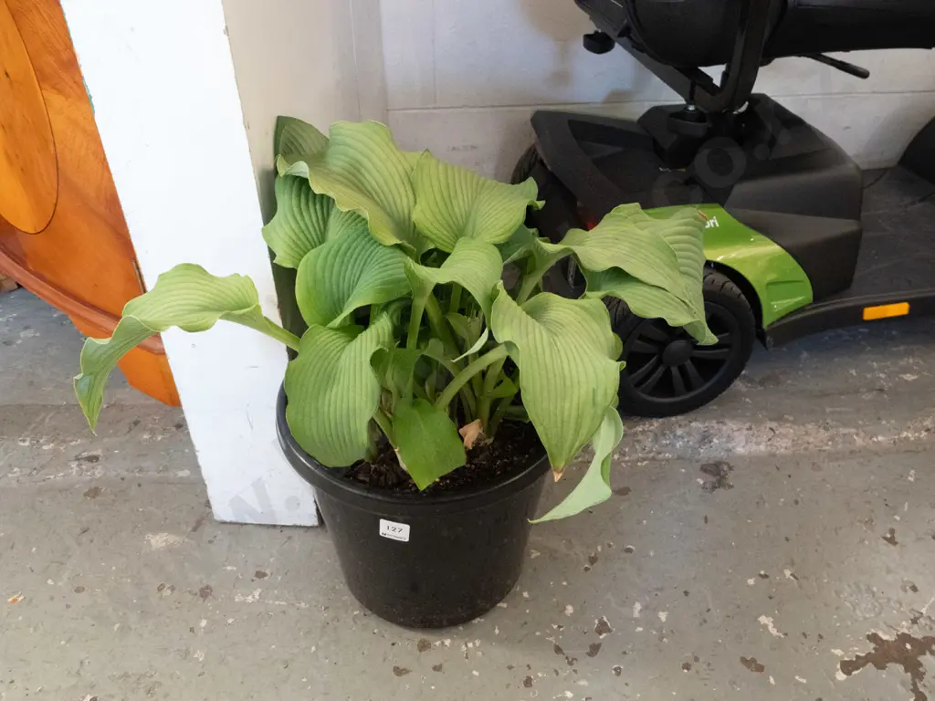 potted hosta Image 1++