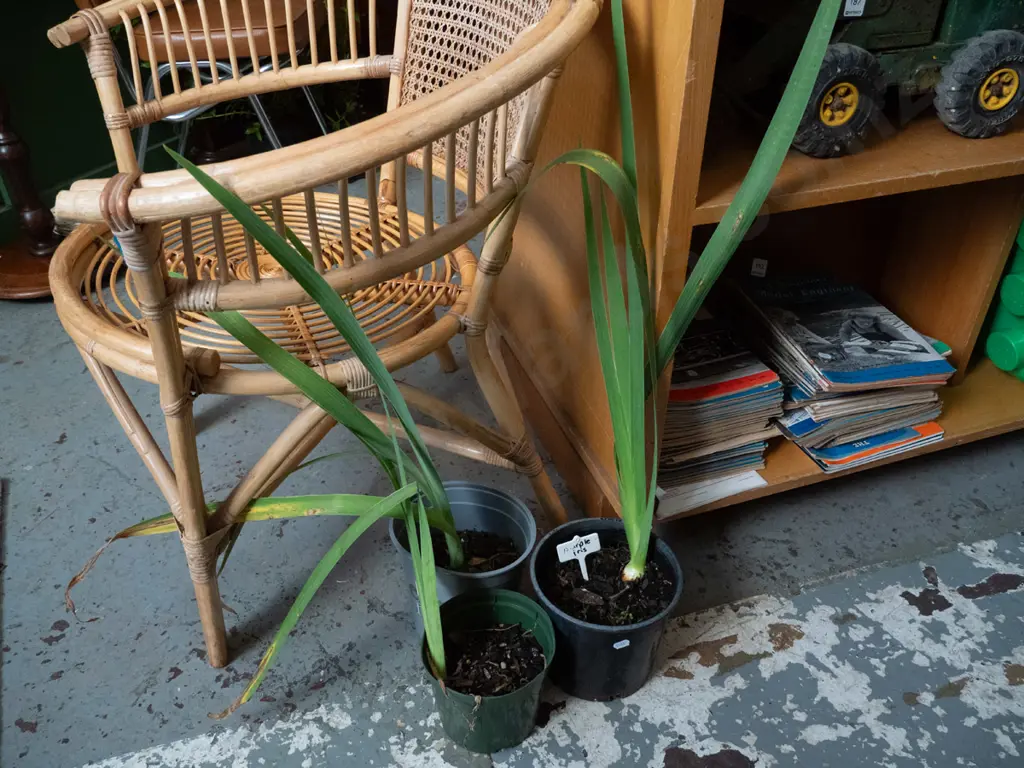 3x potted purple irises Image 1++
