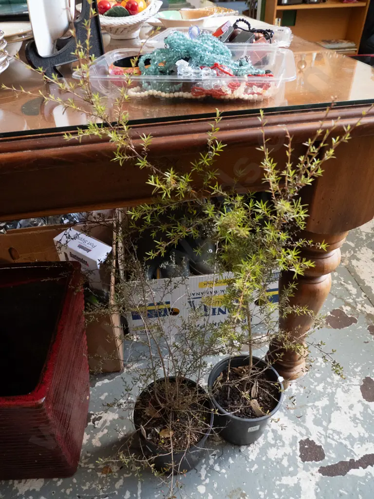 2x potted kanuka Image 1++