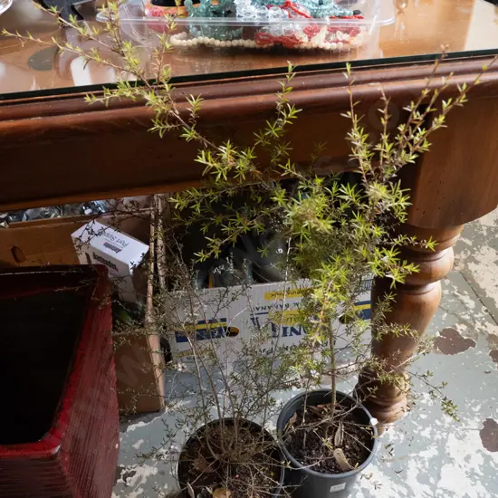 2x potted kanuka