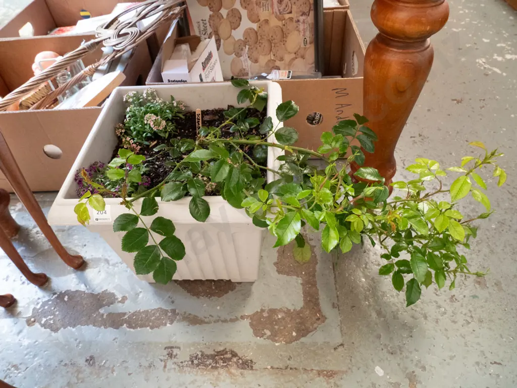 plastic planter with yellow rambling rose and 2 other plants Image 1++