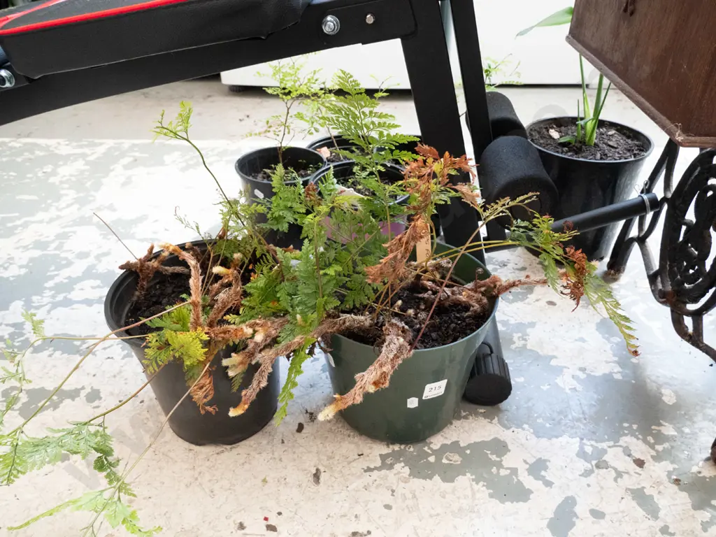 2x potted haresfoot ferns Image 1++