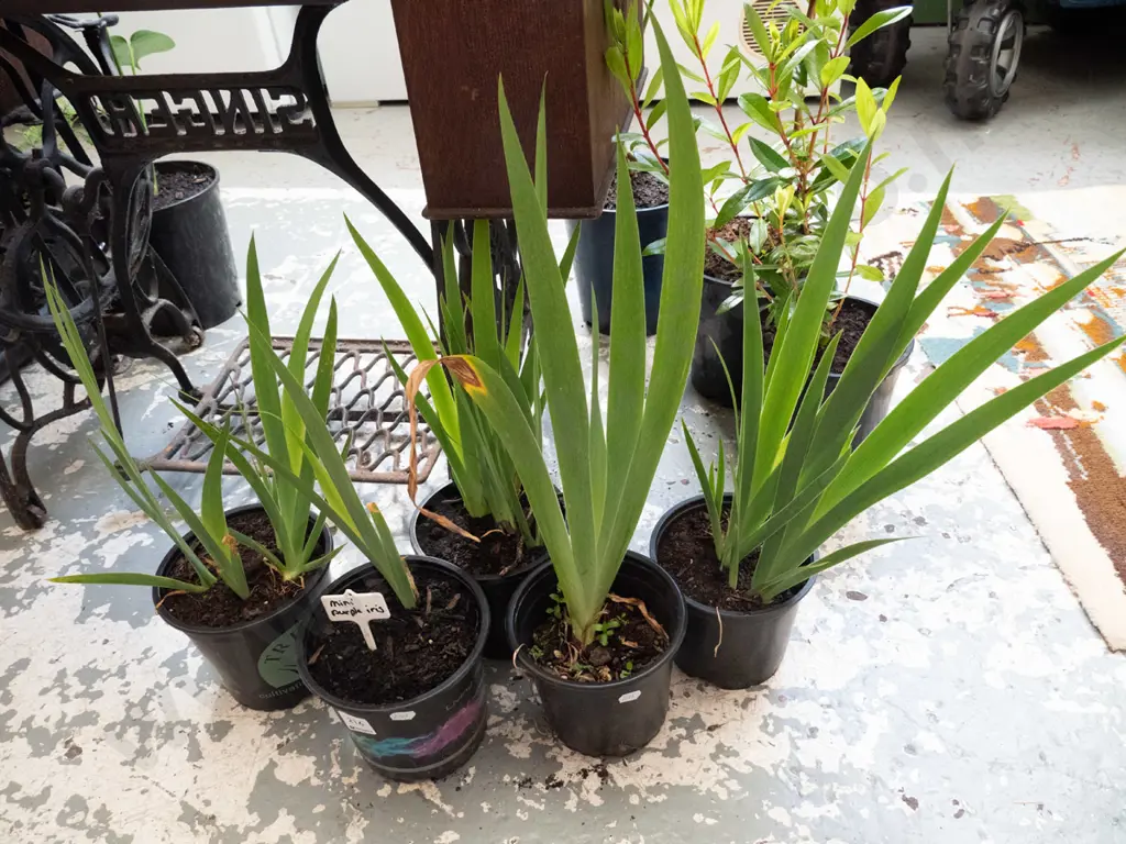 5x potted mini purple irises Image 1++