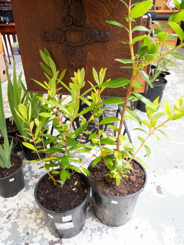 2x potted pohutakawa Image 1++
