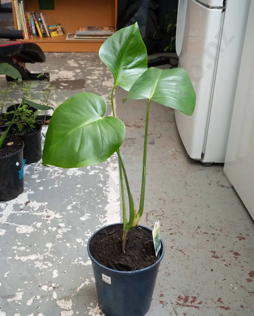 potted monstera deliciso Image 1++
