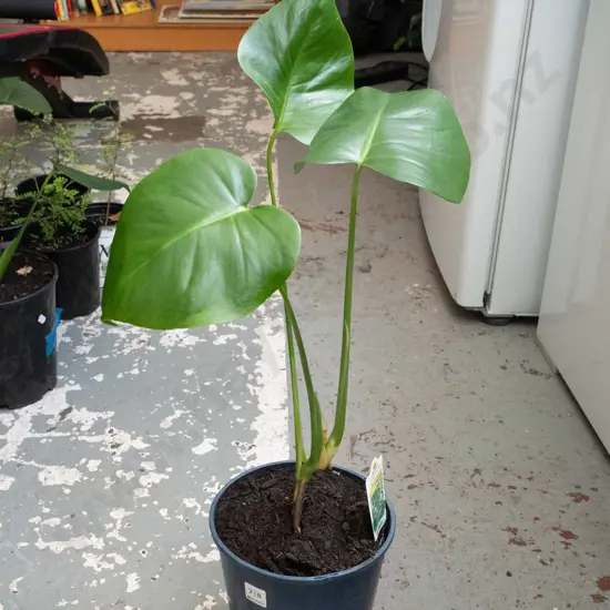 potted monstera deliciso