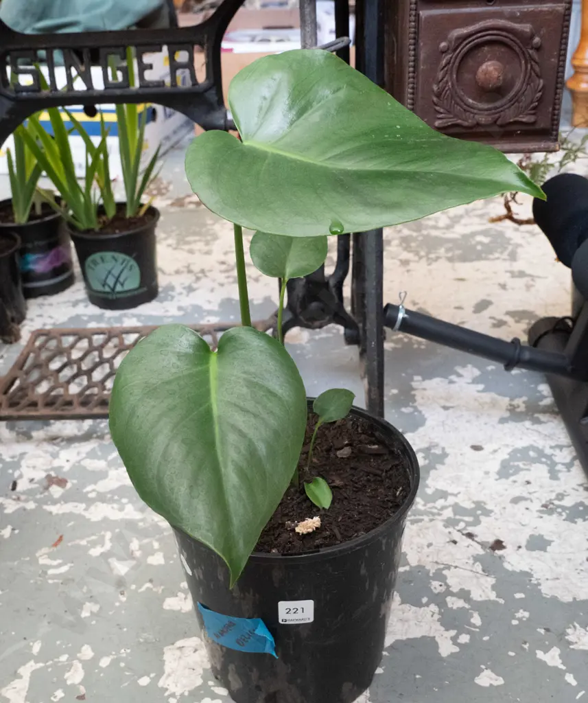 potted monstera deliciso Image 1++