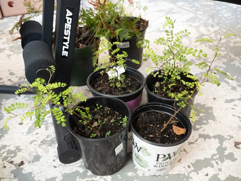 4x small potted kowhai Image 1++