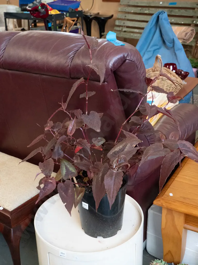 potted red dragon persicaria Image 1++