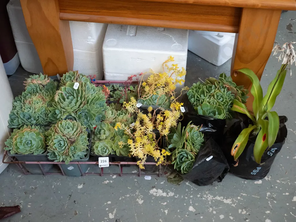 assorted succulents, reinga reinga Image 1++