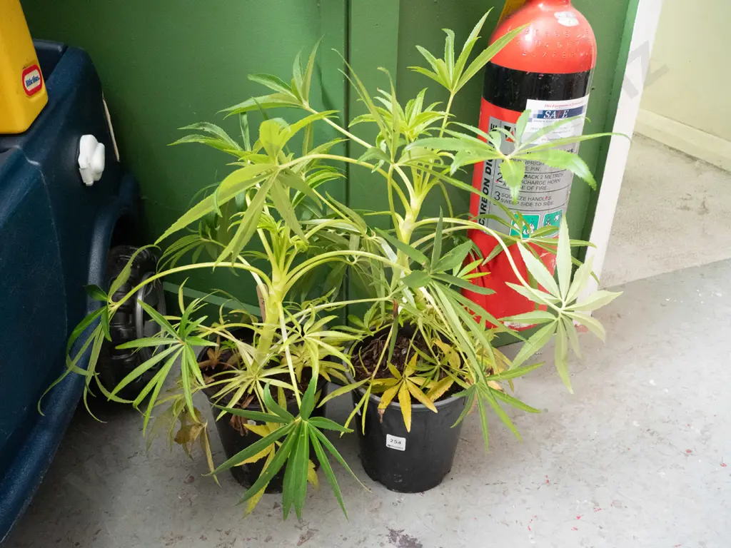 2x potted hellebores Image 1++