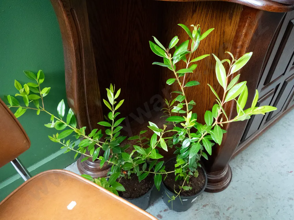 2x potted pohutakawa Image 1++