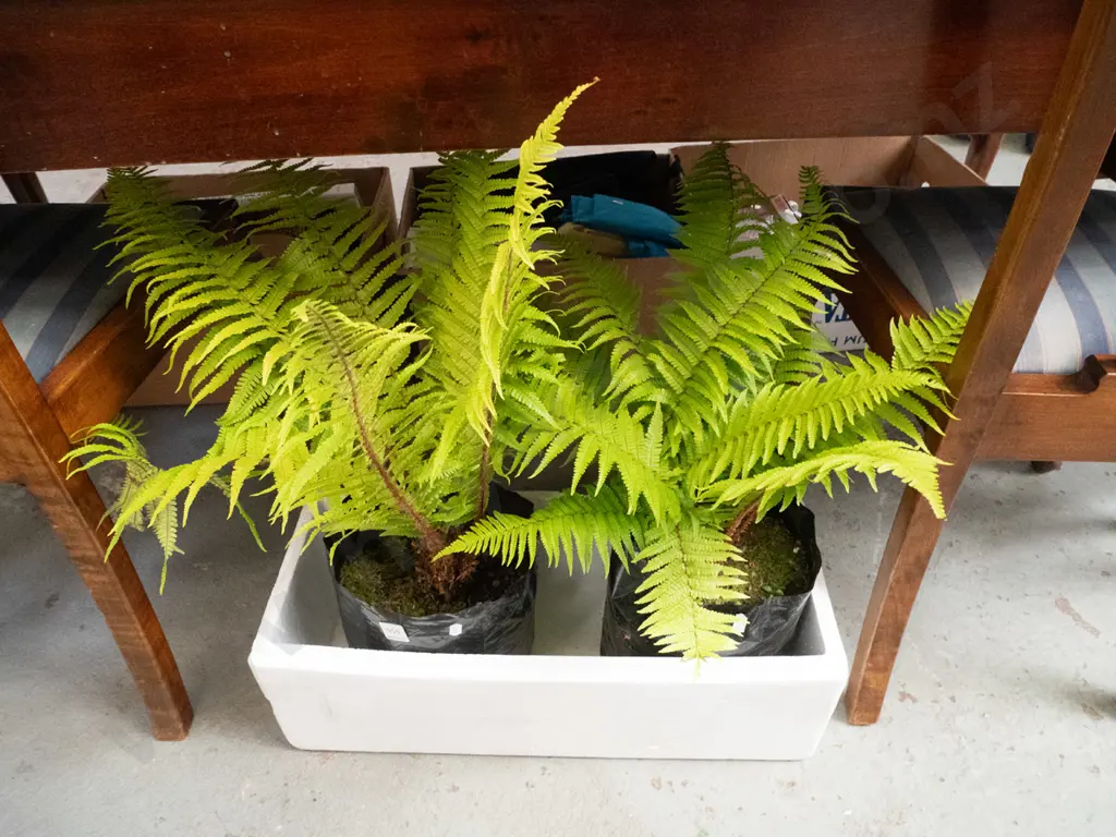 2x tree ferns in black plastic bags Image 1++