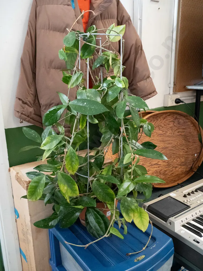 potted hoya carnosa Image 1++