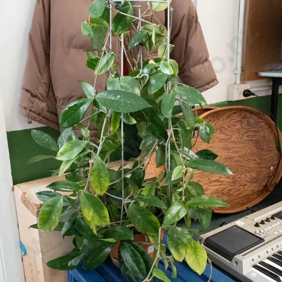 potted hoya carnosa
