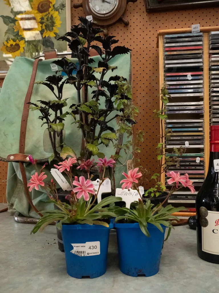 potted plants; 2x lewisia, potted plectranthus ciliatus, potted violet slipper flower Image 1++