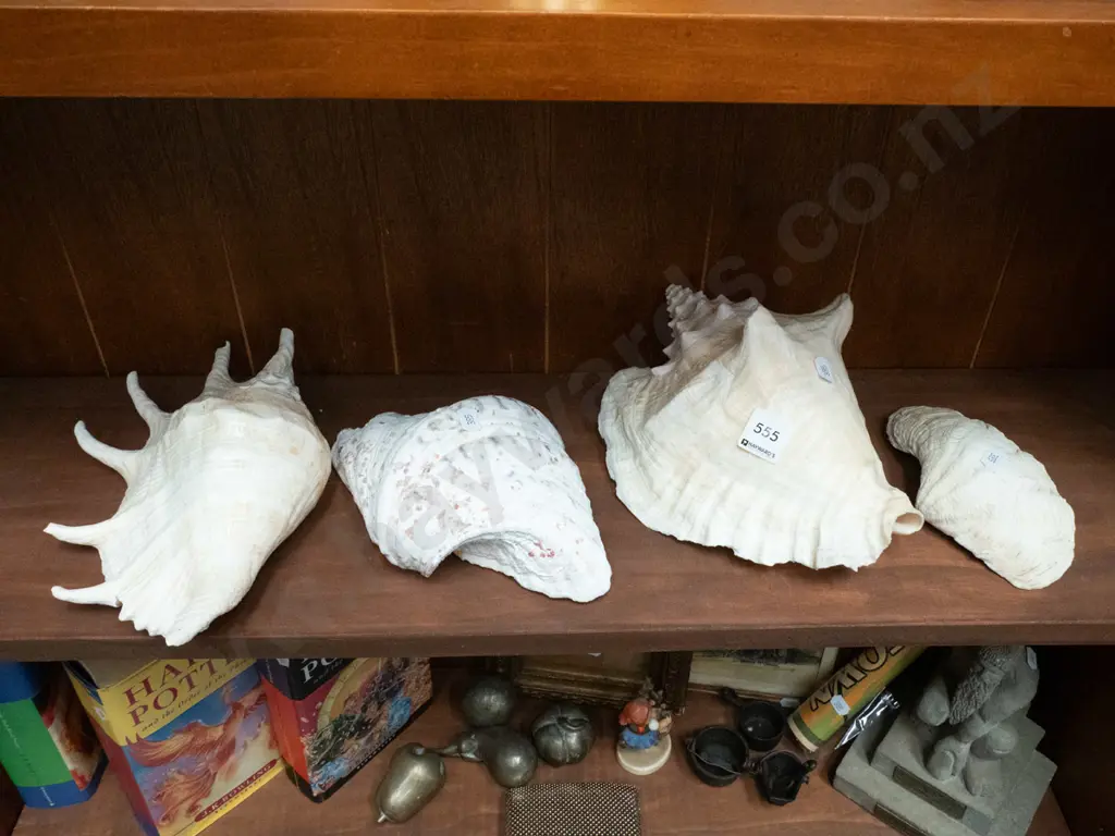 shelf of 4 seashells Image 1++