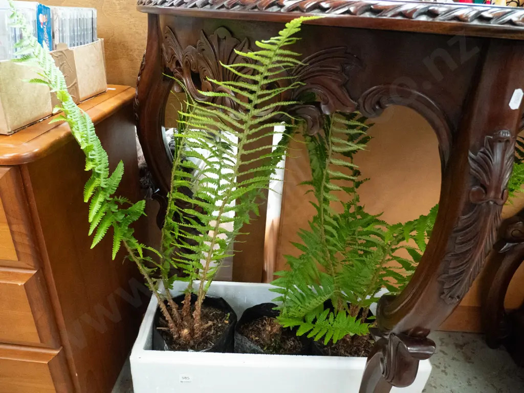 3x tree ferns in planter bags Image 1++