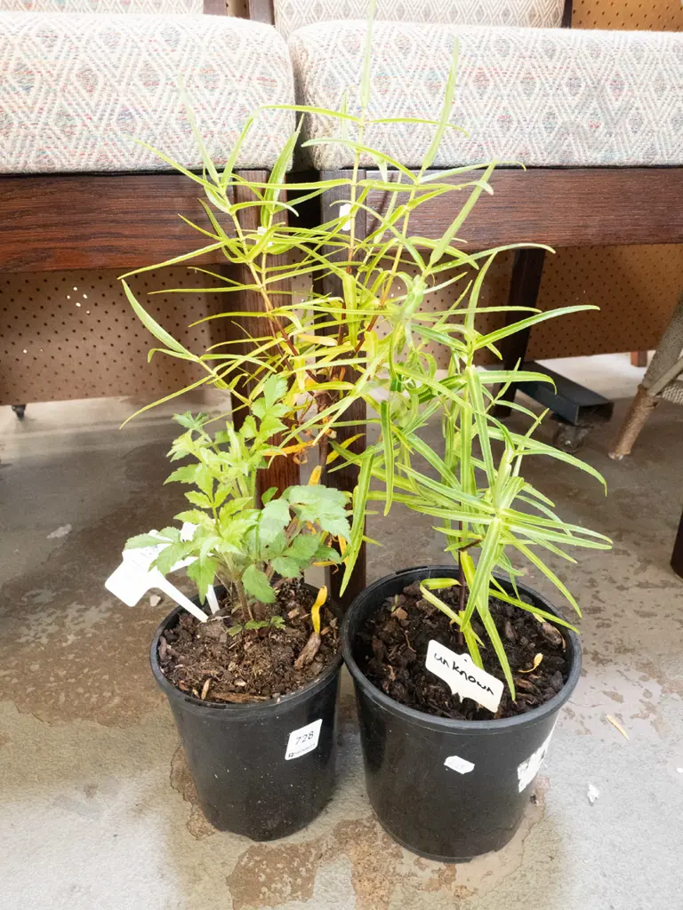 potted hebes, dahlias Image 1++