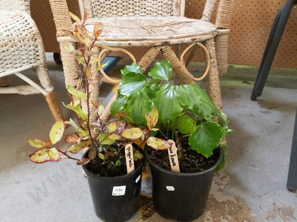 potted pepper, potted kawakawa Image 1++