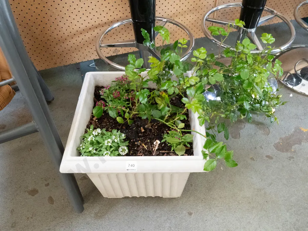rambling rose in plastic planter Image 1++